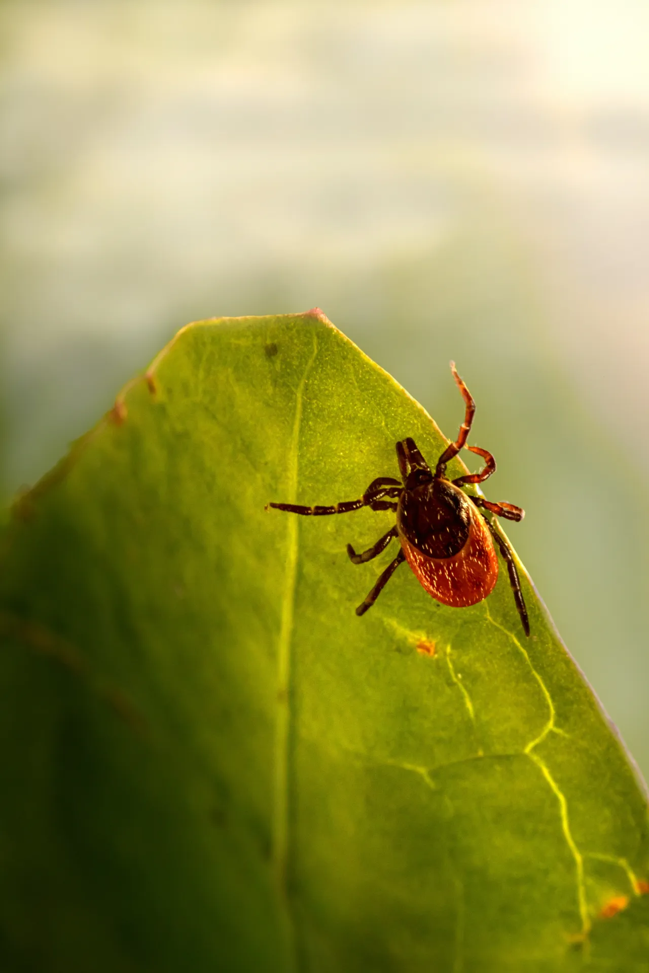 Fästing på löv, borrelia sprids via fästingbett